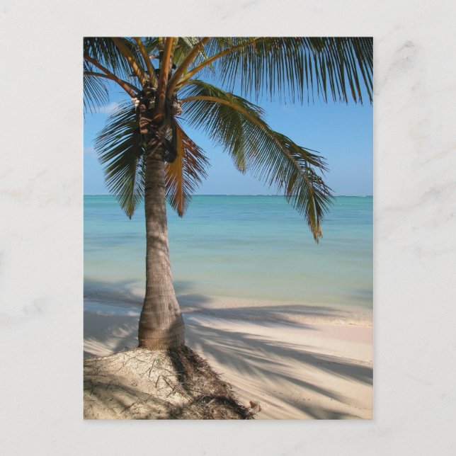 Palm Tree - Carte postale (Devant)