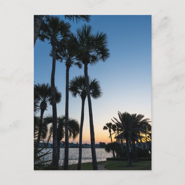Palm Trees Sunrise Destin Florida Carte postale (Devant)
