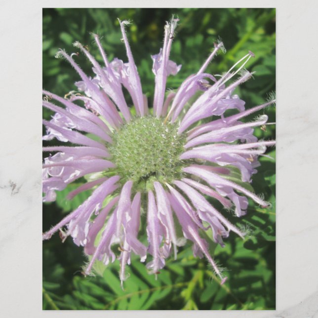 Palme d'abeille violette (Devant)