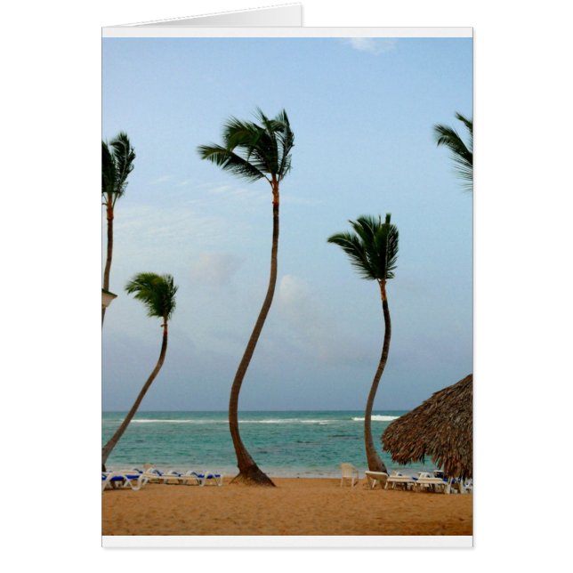 Palmier de plage (Devant)