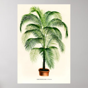 Palmier de salon vintage Impression d'art fin. Cla