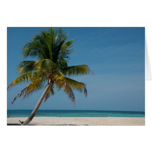 Palmier et plage de sable blanc  2 (Devant horizontal)