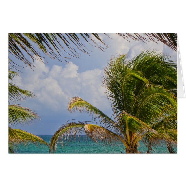 Palmier Tropical encadré (Devant horizontal)
