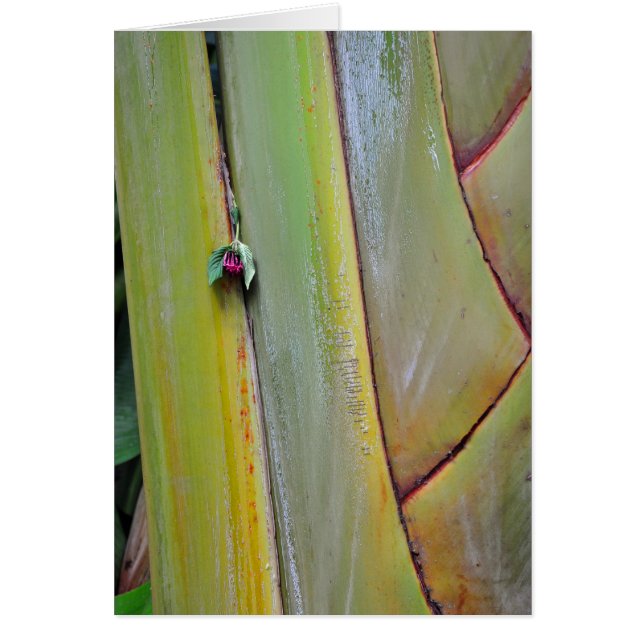 Palmier Voyageurs (Devant)