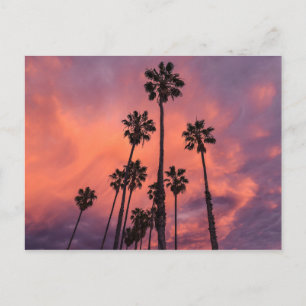 Palmiers au coucher du soleil carte postale