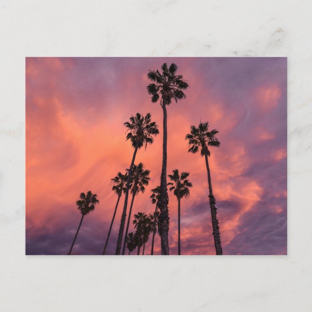 Palmiers au coucher du soleil carte postale (Devant)