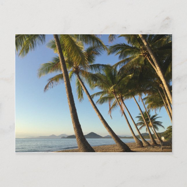 palmiers et mer carte postale (Devant)