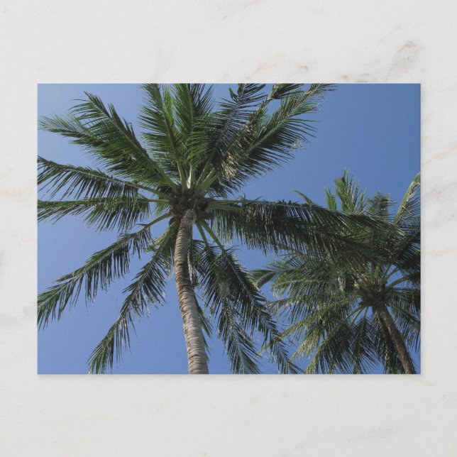 Palmiers sur carte postale (Devant)