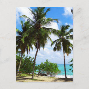 Palmiers sur carte postale du paysage marin tropic