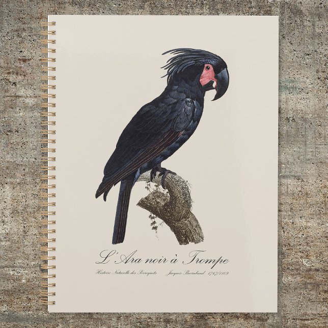 Palmisano Cacatoès, perroquet Probosciger aterrimu (L' Ara Noir a Trompe / Palm Cockatoo. Planner)