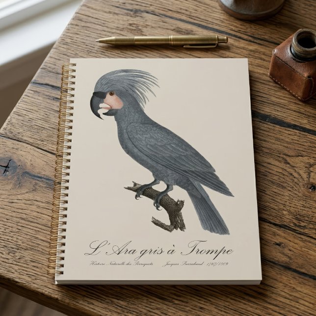 Palmiste noir, Probosciger aterrimus (Great Black Palm Cockatoo, Probosciger aterrimus. Planner)