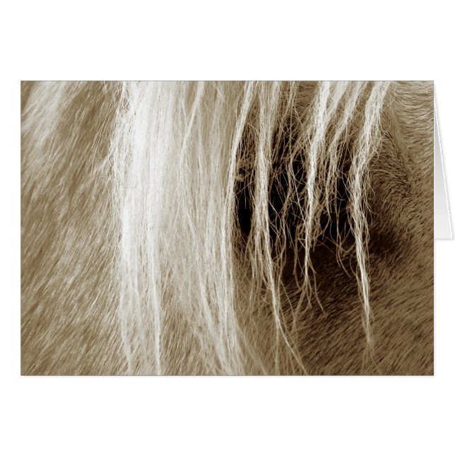 Palomino à Sepia (Devant horizontal)