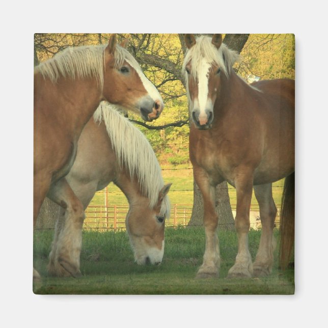 Palomino Brouillon Cheval Magnet Carré (Devant)