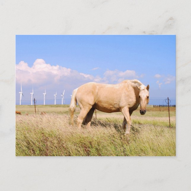 Palomino Horloge Avec Windmills Carte Postale (Devant)