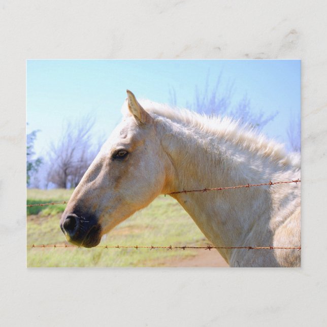 Palomino Horse à Fence Carte postale (Devant)