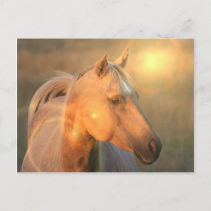 Palomino Horse dans la carte postale légère