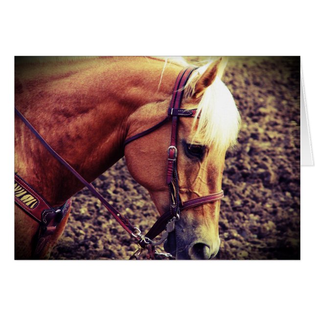 Palomino occidental (Devant horizontal)