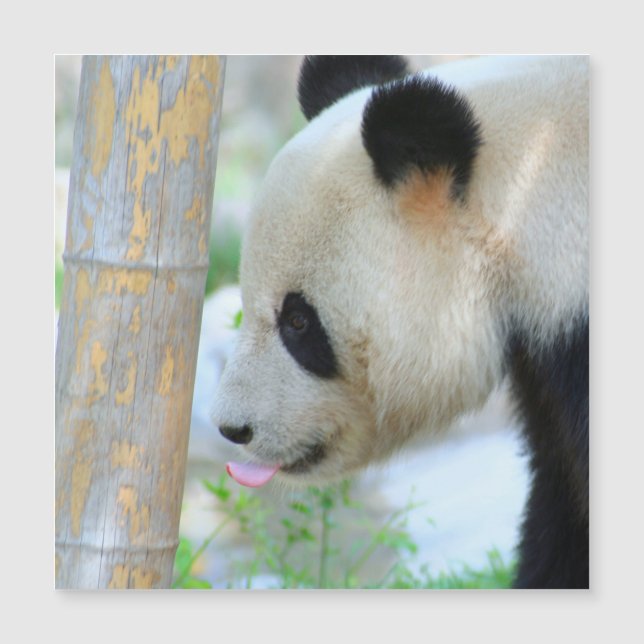 Panda20170502_by_JAMFoto (Devant)