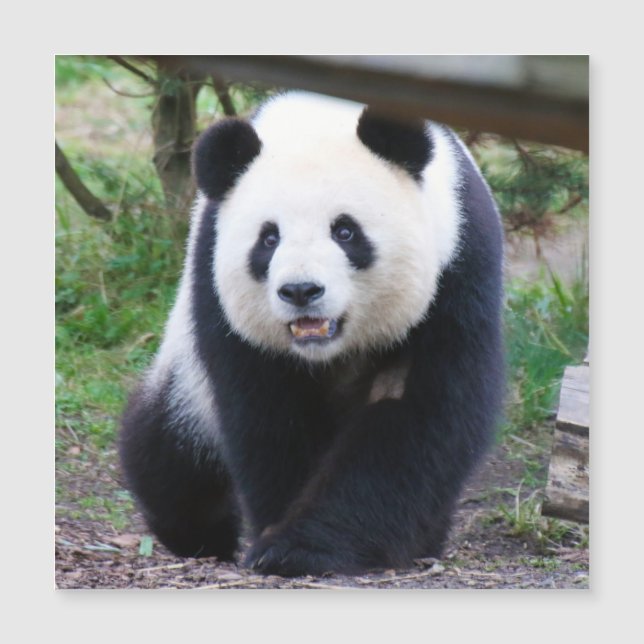 Panda_20190301_by_JAMFoto (Devant)
