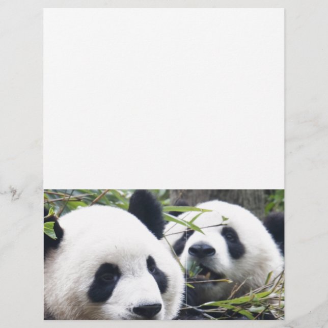 Panda Bears (Devant)