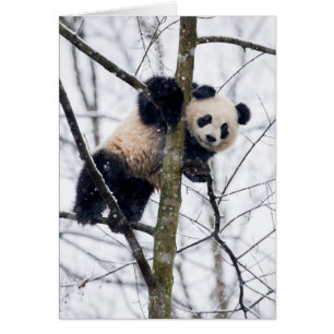 Panda bébé dans l'arbre