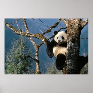 Panda dans une affiche 3 d'arbre