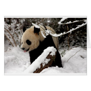 Panda géant