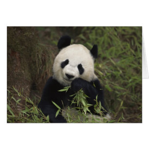 Panda Géant Cute