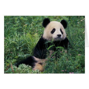Panda géant dans l'herbe, vallée de Wolong, Sichua