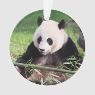Panda géant Mei Xiang
