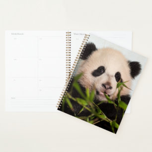 Panda géant penché contre le mur