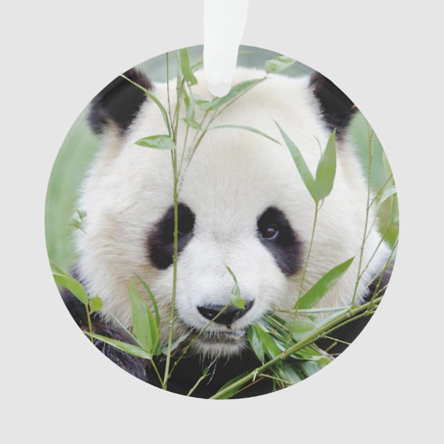 Panda géant photo ornement, animaux 0291. (devant)