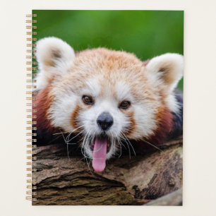 Panda rouge