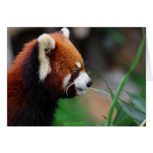 Panda rouge