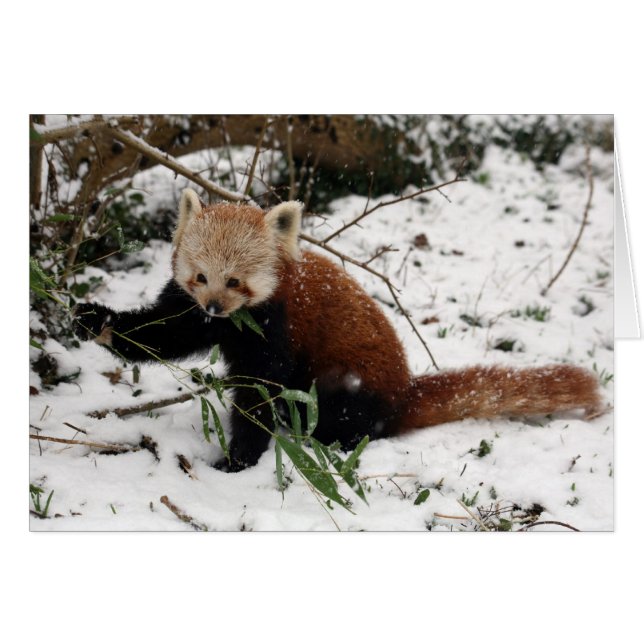 Panda rouge (Devant horizontal)