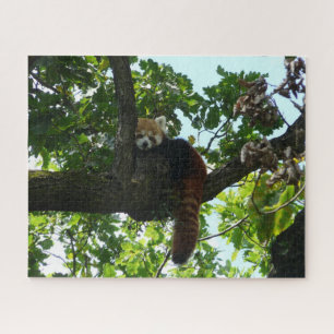 Panda rouge dans un puzzle d'arbre