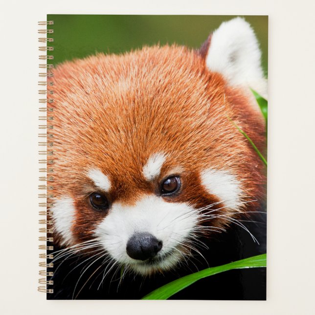 Panda roux mignon (Devant)
