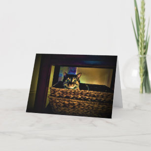 Panier de chat, carte
