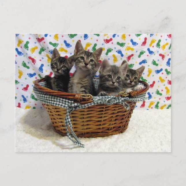 Panier de chats Tabby - Carte postale (Devant)