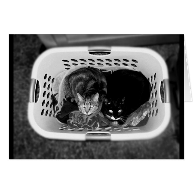 Panier de location Kitties B+W (Devant horizontal)