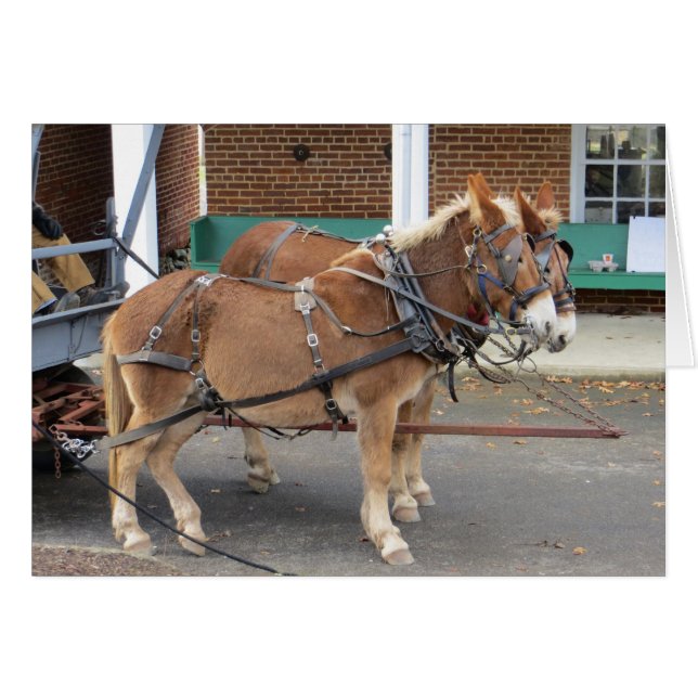 Panier Mule (Devant horizontal)