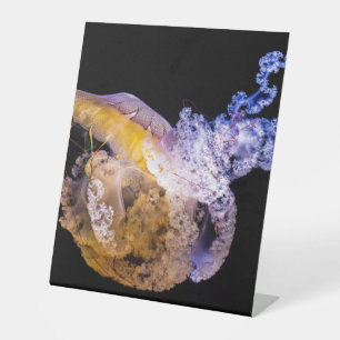 Panneau central en plastique 10"X12"