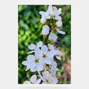 Panneau En Acrylique Arbre en Fleurs au Printemps Roumanie – Photograph