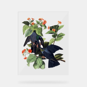 Panneau En Acrylique Audubon Birds - Pigeons à tête blanche