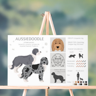 Panneau En Acrylique Aussiedoodle chien mélange