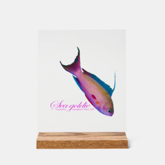 Panneau En Acrylique Beautiful nuptial coloring for the Sea goldy 