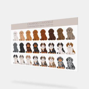 Panneau En Acrylique Cavapoo, Mélange de chiens de Cavoodle