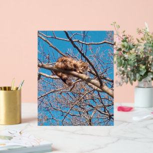 Panneau En Acrylique Chat Sauvage Lucy dans l'Arbre Amateur de Chats