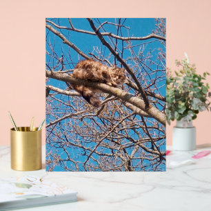 Panneau En Acrylique Chat Sauvage Lucy dans l'Arbre Amateur de Chats 