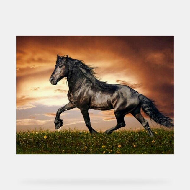 Panneau En Acrylique cheval noir (Recto)